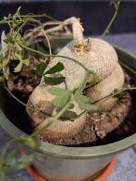 Image result for Adenia digitata