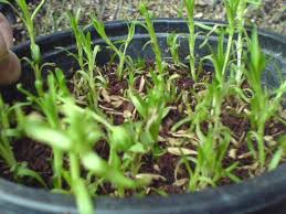 Image result for ‫کشت بافت‬‎