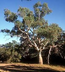Image result for Eucalyptus camaldulensis
