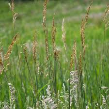 Image result for Sorghastrum