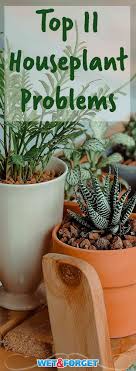 Ask Wet Forget How To Solve The Most Common Houseplant Problems Ask Wet Forget