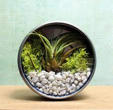 100均インテリア ダイソーの 窓付き便利ケース でお洒落な空間を作ろう weboo ウィーブー 暮らしをつくる テラリア 着生植物 植物栽培