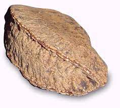 Brazil Nut Wiktionary