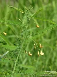 Image result for Sesbania tetraptera