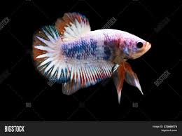 #betta #betta fish #bettablr #bettatank #halfmoon betta #plakat #plakat betta #dumbo betta #betta tank #my fish #ma boi is a bloody model #look at mah boi #ma san #pineapple betta #mr wiggles. Betta Fancy Hmpk Image Photo Free Trial Bigstock