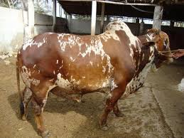 Camel qurbani in samanabad, faisalabad. Cow 2013 Qurbani