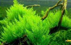 Resultado De Imagen De Leptodictyum Riparium Paisajismo Acuatico Plantas Acuaticas Jardineria