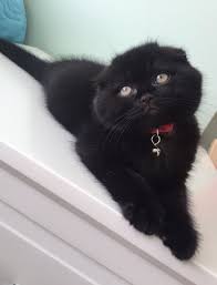 Pin By Angle On Scottish Fold Black Scottish Fold Cats Cat Scottish Fold