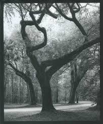 Description:low country printers inc is a public relations company located in 8645 old state rd, holly hill, south carolina, united categories:commercial printing, printers' support services. New Limited Edition Darkroom Prints Of Low Country Trees Near Charles Keith Dotson Photography