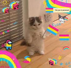 Pin On Cats