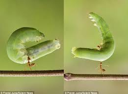 Maybe you would like to learn more about one of these? Daily Mail Online On Twitter Ant Picks Up A Caterpillar Using Just Its Jaws Http T Co Dfbv1i4x4p Http T Co Zeh21y9gsr