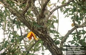 Image result for Momordica pterocarpa