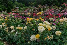 Old port (mcgredy 1991) very purple, very double, very fragrant floribunda. Types Of Roses 3 Roses Every Garden Needs