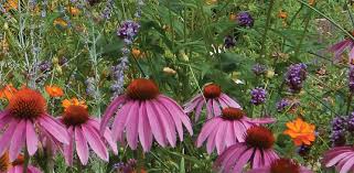 Check spelling or type a new query. Why Native Wildflower Association Of Michigan