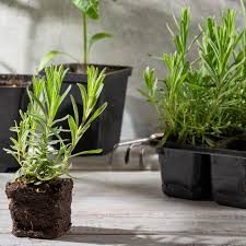 Image result for lavender cuttings