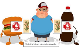 Image result for Xysmalobium heudelotianum