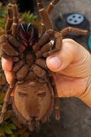 Image result for Blue Lightning 2006 Spider