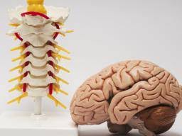 This article assumes the pinched nerve is in the lower back. Central Nervous System Structure Function And Diseases