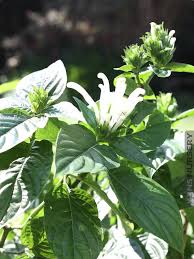 Image result for Barleria sp. D (near holubii)