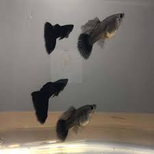 Full Black Moscow guppy (Pairs) - FishPlay