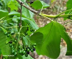 Image result for Pavetta eylesii