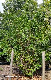 Image result for Syzygium niassense