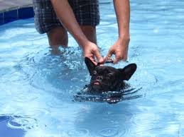 They will sink like rocks in a pond. Doesn T This Guy Know That Frenchies Can T Swim French Bulldog Frenchie Rottie