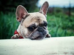 Getting ready for your puppy. Understanding French Bulldogs Colors French Bulldog Facts French Bullevard