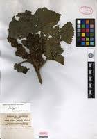 Image result for Girardinia bullosa