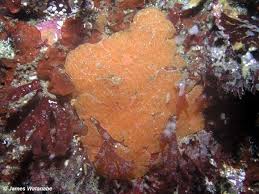 Image result for Urochloa platynota