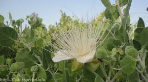 Image result for Capparis cartilaginea