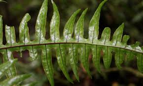 Image result for Pteris atrovirens