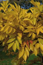 Image result for Celtis