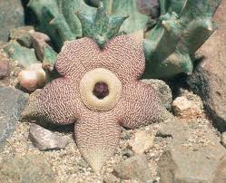 Image result for Orbea paradoxa