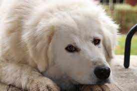 Pastore abruzzese, italian alpine dog,italian mountain dog. Dog Maremma Sheepdog Pet Free Photo On Pixabay