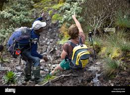 Image result for Carex runssoroensis