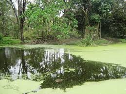 Bundaberg Botanic Gardens Australia Bundaberg Australia Travel Holiday Destinations