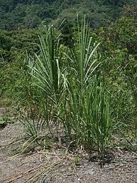 Image result for Eccoptocarpha obconiciventris