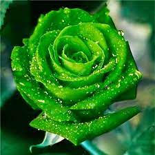 By the technique used in this video. Egrow Egrow 100pcs Pack Caleana Major Flying Duck Orchid Seeds Garden Potted Decor Flowers Plants Seeds New Rose Seeds Beautiful Rose Flowers Unusual Flowers