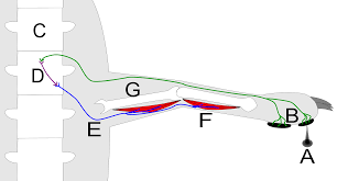 reflex arc wikipedia