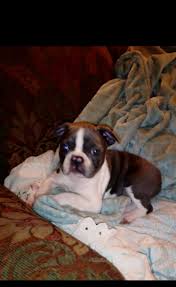 The purpose was to make a smaller, miniature, lap dog with. Michigan Frenchton Boston Frenchie Home Facebook