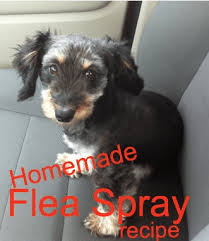 homemade homemade flea spray for dogs