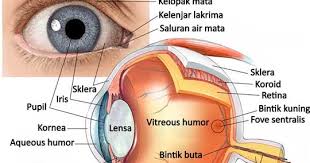 Mata merupakan alat optik yang terpenting bagi manusia, tetapi daya penglihatan mata manusia sangatlah terbatas. 20 Macam Bagian Mata Dan Fungsinya Lengkap Dengan Gambar Ilustrasi Fisikabc