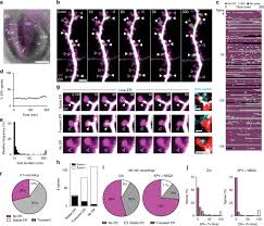 Maybe you would like to learn more about one of these? Endoplasmic Reticulum Visits Highly Active Spines And Prevents Runaway Potentiation Of Synapses Nature Communications