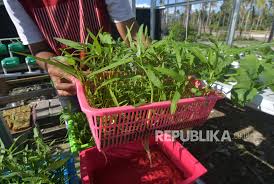 Dari sayuran, kita dapat memperoleh berbagai manfaat untuk kesehatan tubuh. Manfaatkan Pekarangan Rumah Untuk Tanaman Pangan Republika Online