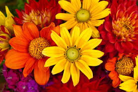 These brilliant tabasco red, flaming orange, and fire ball yellow flowers will turn that boring bed or container into a trip to cancun during spring break. Close Up Of Yellow Red And Orange Flower Arrangement Hd Wallpaper Wallpaper Flare