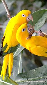 Pin By Esra On Share Your Very Best Beautiful Birds Parrot Birds