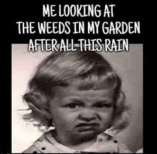 Struggling with Weeds in Louisiana Lawns