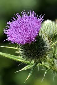 Image result for Cirsium