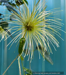 Image result for Clematis dolichopoda